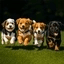 PUPPIES