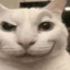CATTY