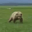 GRIZZLY