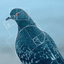 PIGEON