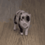 PETUNIA