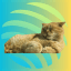 JUPCAT