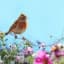 Birds Observations